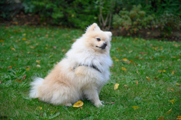 dog, baby dog, Spitz, cute, garden, autumn