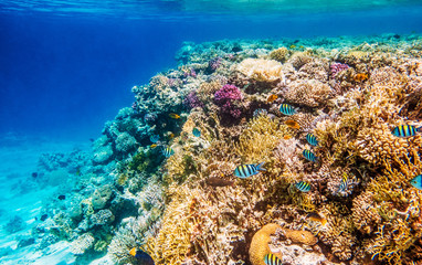 Coral reefs, wonderful underwater world