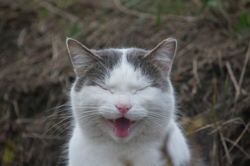 Portrait of domestic grey and white cat laughing with mouth open and eyes closed