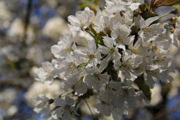 Kirschblüten