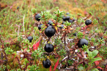 Autumn fishing on the Kola Peninsula.