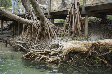 Eli Creek, Fraser Island Australia