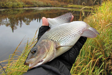 Autumn fishing on the Kola Peninsula.