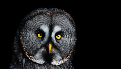 Dramatic photo of a big owl. Great Grey Owl (Strix nebulosa) portrait on the black background.