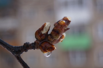 a drop of water hangs from a willow Bud