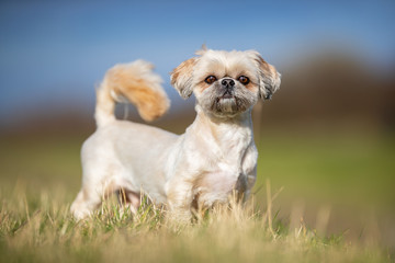 dog, pet, collie, border collie, animal, puppy, border, canine, white, cute, grass, black, sheepdog, portrait, running, pup, nature, breed, mammal, pets, young, domestic, pedigree, terrier, west, west