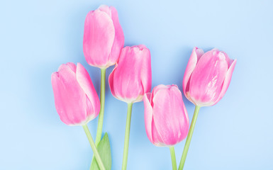 Bouquet of pink tulips on a blue background. Congratulation concept card for Women's Day, mother's day, spring flowers, banner, greeting. Copy space
