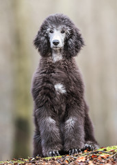 Poodle having fun in the forrest 