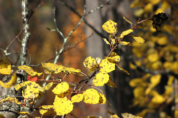 Autumn fishing on the Kola Peninsula.