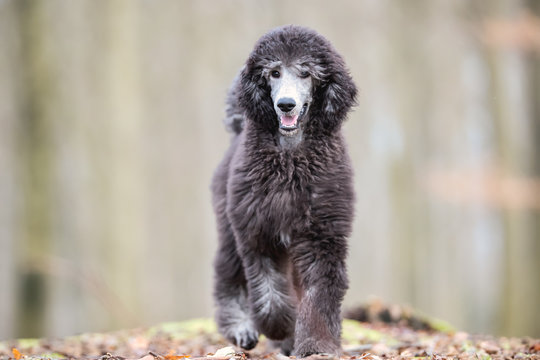 Poodle having fun in the forrest 