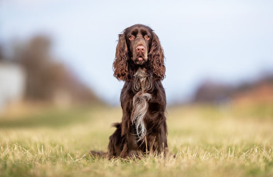 Field Spaniel Images Browse 13 164 Stock Photos Vectors and