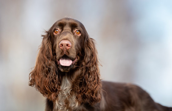 field spaniel in open air
