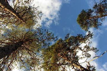 Obraz premium Autumn fishing on the Kola Peninsula.