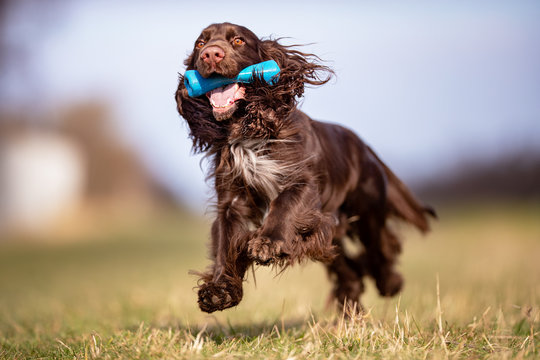 field spaniel in open air