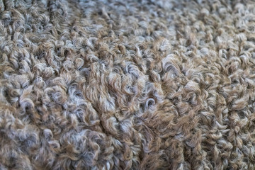 Background from natural fur  with a curly pile of light beige and grey shade.