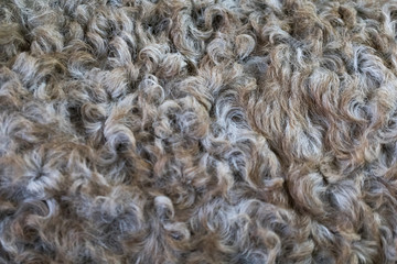Background from artificial fur fabric with a curly pile of light beige shade. Eco-friendly replacement for sodium fur