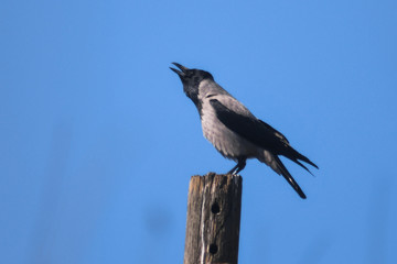 Cornacchia grigia (Corvus cornix),ritratto su posatoio e richiamo,sfondo cielo blu
