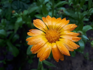 Very bright beautiful calendula garden flower, large orange soft flower, rain drops on the petals