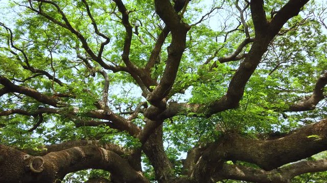 Big Giant rain tree or Monkey pod in Kanchanaburi, Thailand