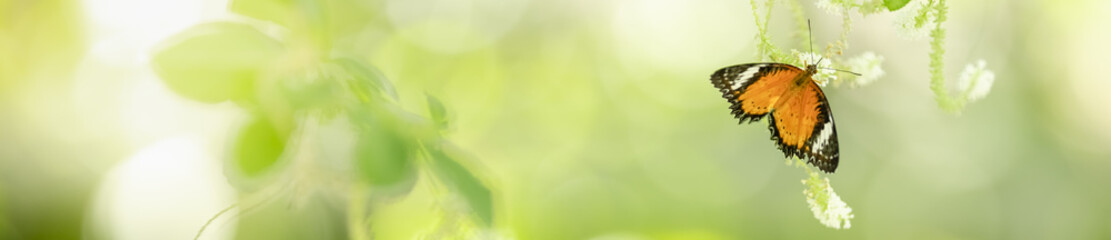 Nature view of beautiful orange butterfly on green blurred background in garden with copy space using as background insect, natural landscape, ecology, fresh cover page concept.