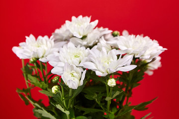 White chrysanthemum flowers, bouquet, houseplant on red background