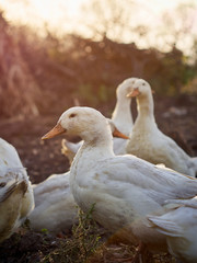 Domestic ducks on the farm.