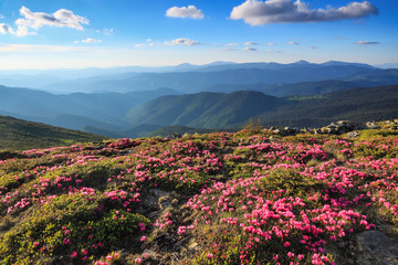 Summer scenery. From the lawn covered with pink rhododendrons the picturesque view is opened to high mountains, valley, blue sky in sunny day. Location Carpathian mountain, Ukraine, Europe.