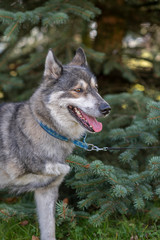 Portrait of a Husky dog breed in the summer park closeup.