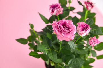 pink roses, houseplant, indoor flowers on pink background, closeup