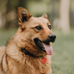 red mixed breed dog portrait outdoors in summer