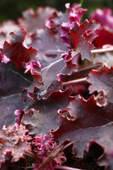 Beautiful figured leaves of a heuchera in claret tones create original background.