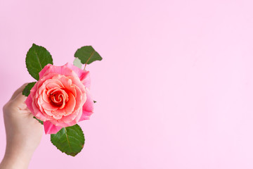 Fototapeta na wymiar Corner festive frame from fresh blooming roses flowers on a pink background