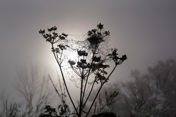 Fototapeta premium a cold fog enveloped sagebrush in October