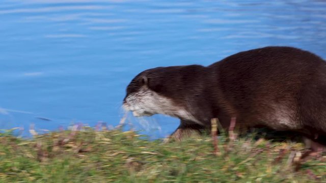 short clawed otter, Aonyx cinereus, walking towards another otter and then play fighting during a bright sunny day.