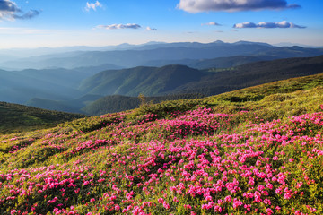 Obraz premium Marvelous pink rhododendrons on the summer mountains. Blue sky with clouds in sunny day.