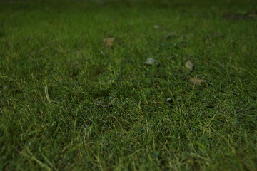 Green grass at night for background in the lantern light, desktop background