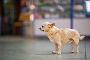 Chihuahua breed dog at the store premises.