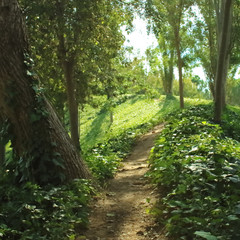 Obraz premium camino en el bosque