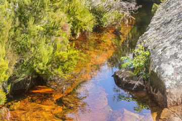Shallow river with red basin, plants - mostly endemic - growing around. Typical landscape in Andringitra National Park, Madagascar