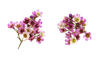 Set of pink chamelaucium flowers
