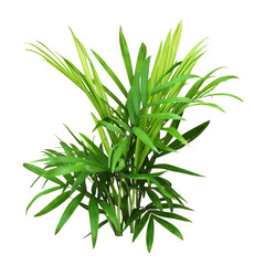 Green leaves of chameadorea palm
