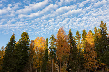 Trees against cirrocumulus clouds sky