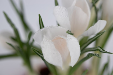 spring flowers of white crocuses with dew drops on the petals, place for text,