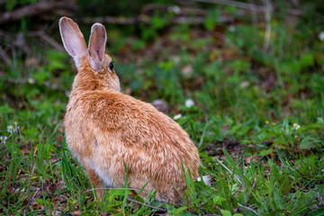 Wild rabbit in Rupit village in Catalonia, Spain.