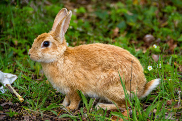 Fototapeta premium Wild rabbit in Rupit village in Catalonia, Spain.