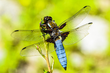Libellula 04