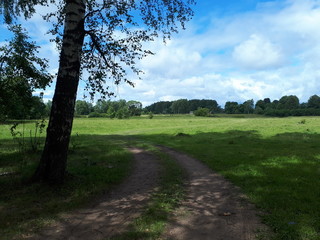 rural road, past the birches, going into the distance