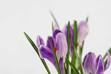 spring flowers of white-purple crocuses with dew drops on the petals, place for text,