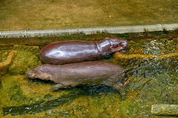 Two hippos are swimming in the water