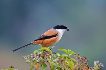 Beautiful bird Long tailed shrike on tree branch